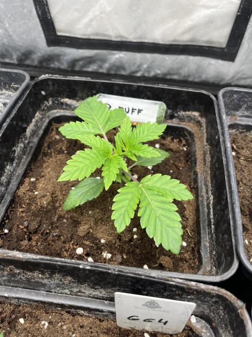 Barcelona Puff. Seedstockers. Week 3