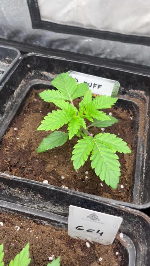 Barcelona Puff. Seedstockers