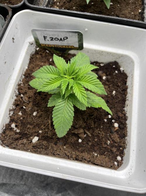 Fishy Zoap. Seedstockers. Week 3