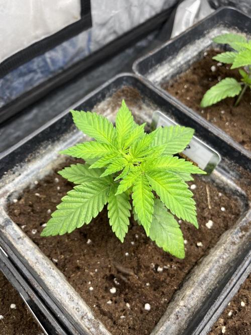 Fishy Zoap. Seedstockers. Week 3