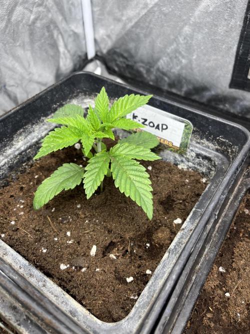 Fishy Zoap. Seedstockers. Week 3