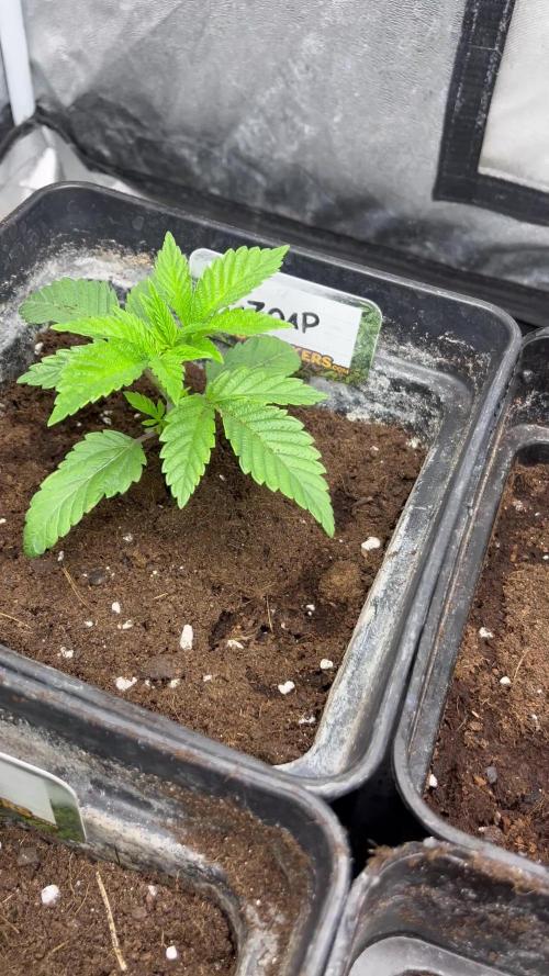 Fishy Zoap. Seedstockers