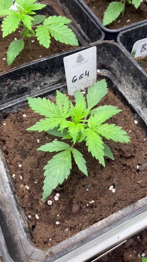 GG4. MSNL