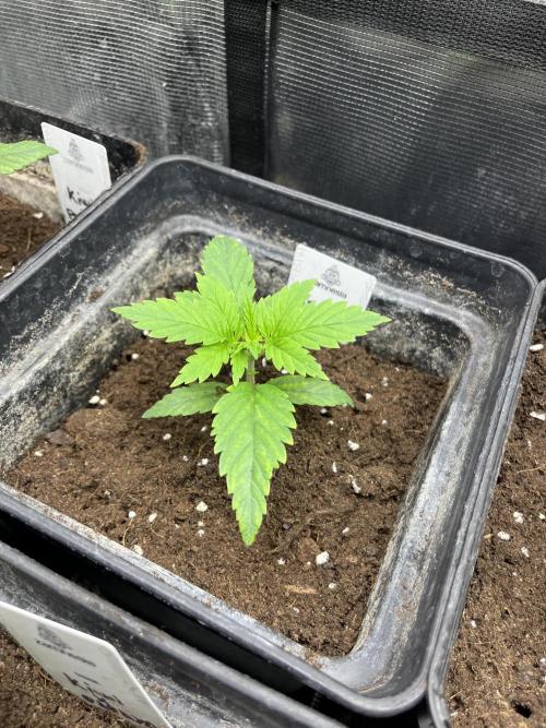 Green Gelato. RoyalQueenSeeds. Week 3