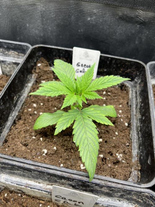 Green Gelato. RoyalQueenSeeds. Week 3