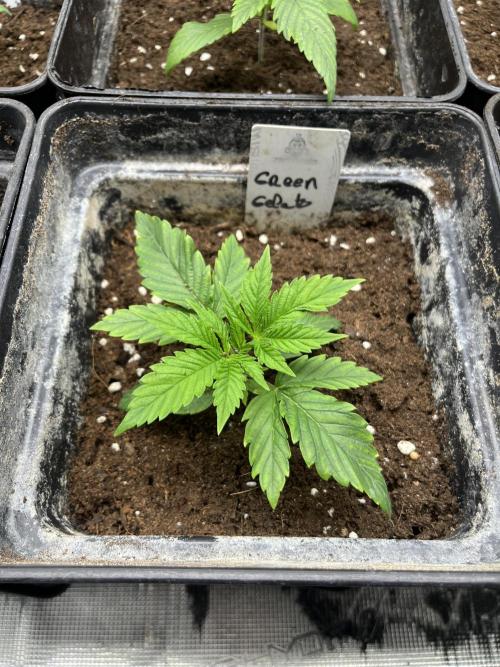 Green Gelato. RoyalQueenSeeds. Week 3