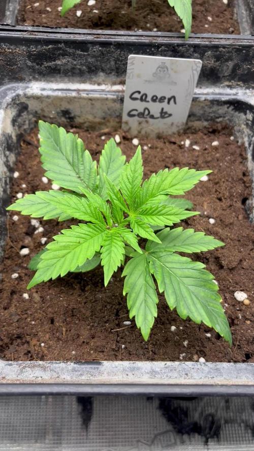 Green Gelato. RoyalQueenSeeds