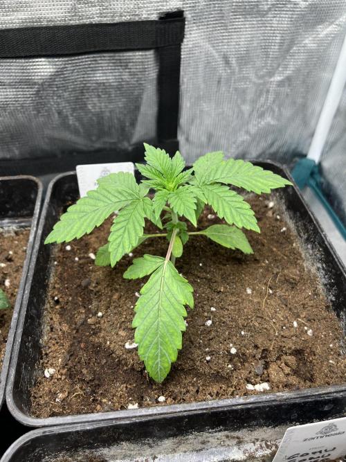 Papayton. Fastbuds. Week 3