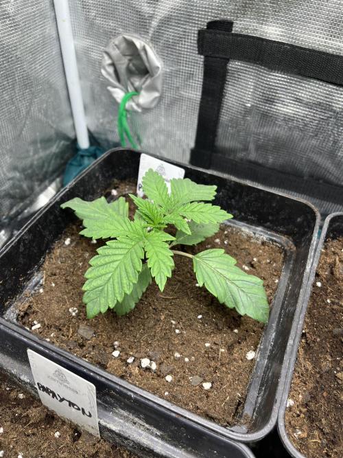 Papayton. Fastbuds. Week 3