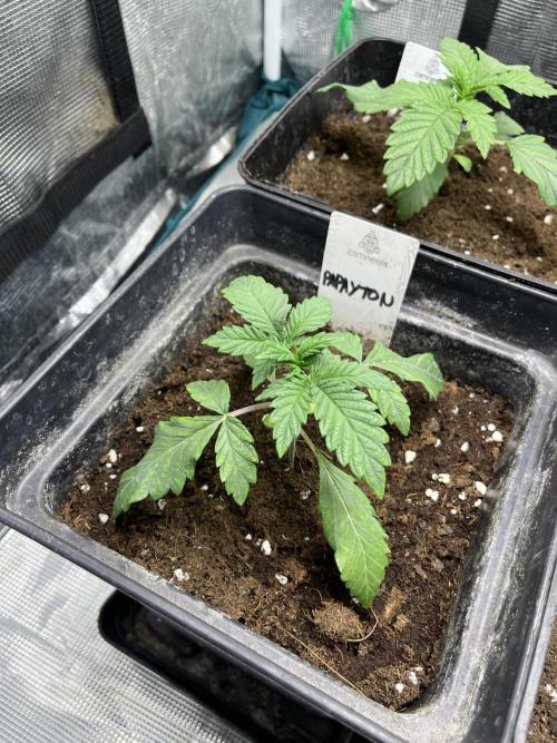 Papayton. Fastbuds. Week 3