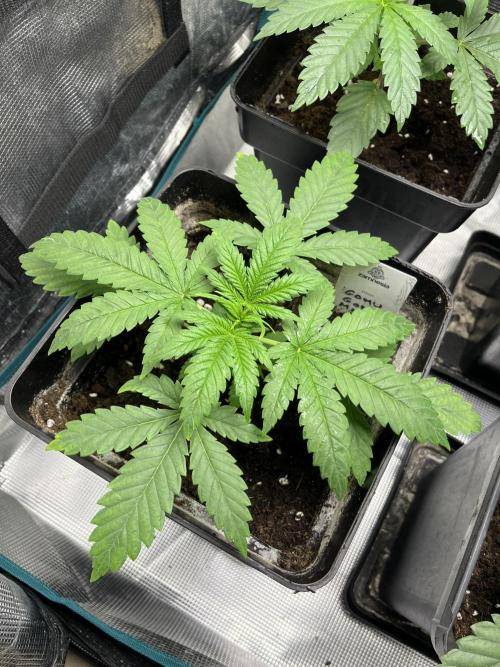 Gomu Gomu Mango. HighBreed. Week 4