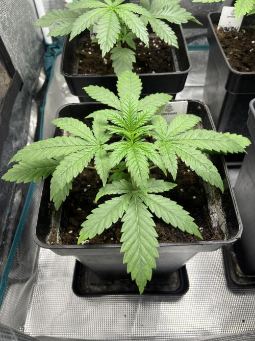 Gomu Gomu Mango. HighBreed. Week 4