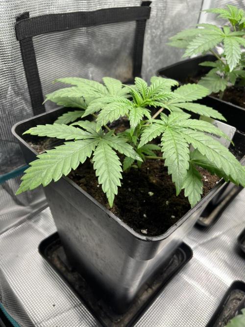 Gomu Gomu Mango. HighBreed. Week 4