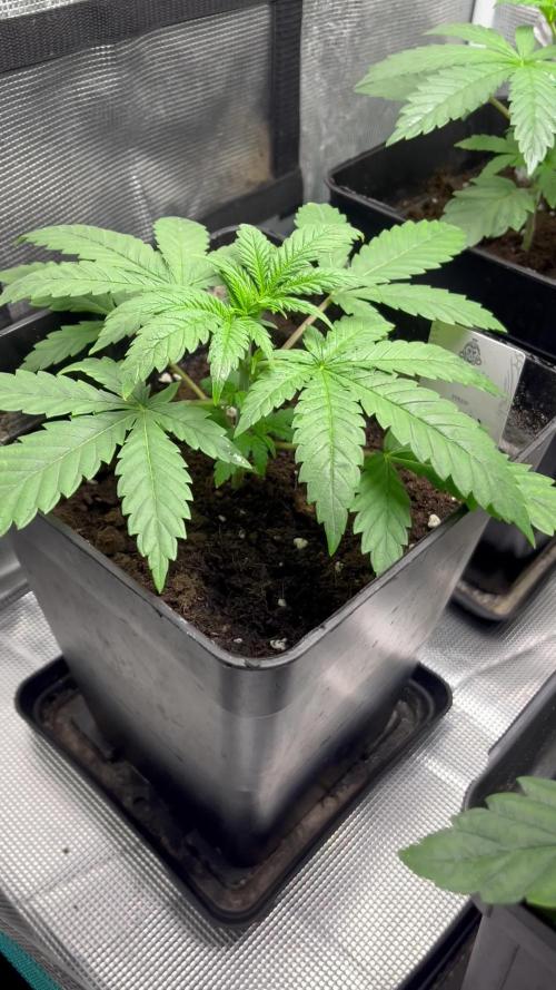 Gomu Gomu Mango. HighBreed