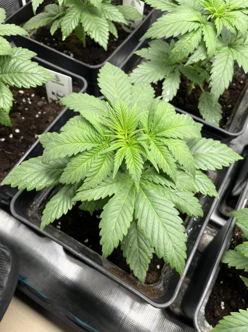 Kiwi x Papaya. Mavericks Genetics. Week 4