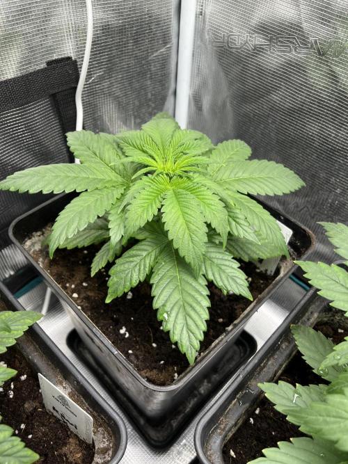 Kiwi x Papaya. Mavericks Genetics. Week 4