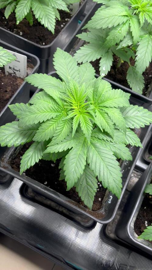 Kiwi x Papaya. Mavericks Genetics