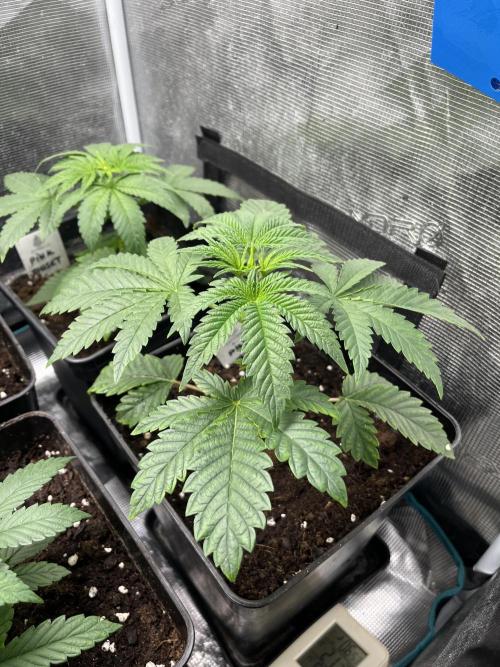 Pink Sunset. Silentseeds. Week 4