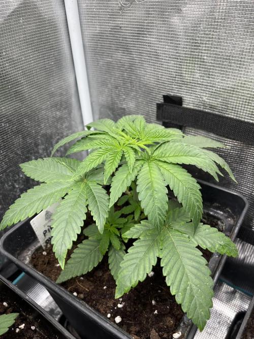 Pink Sunset. Silentseeds. Week 4