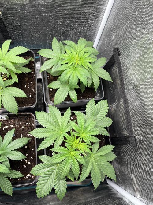 Pink Sunset. Silentseeds. Week 4