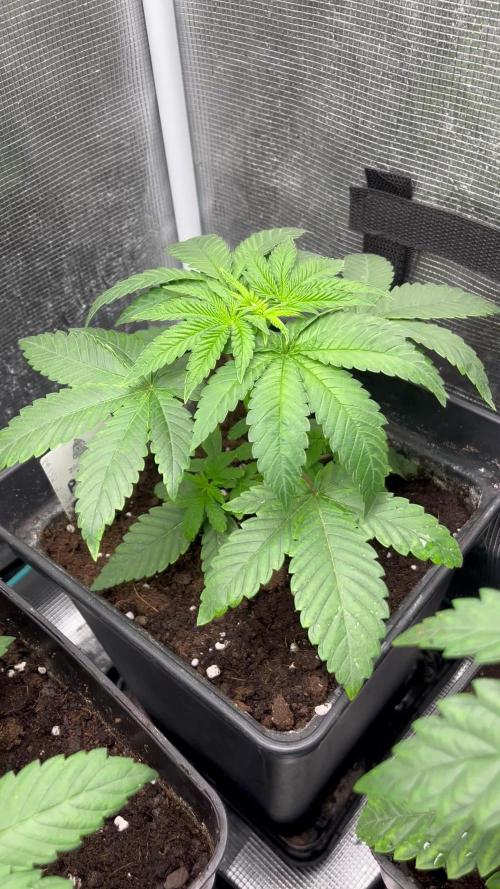 Pink Sunset. Silentseeds