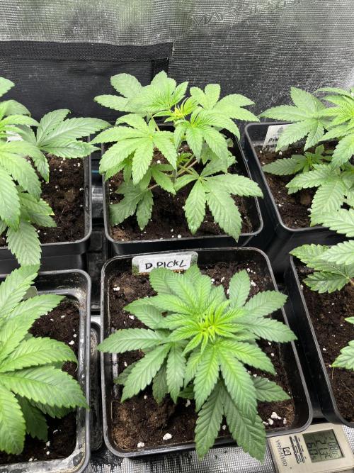 Drizl Pickl. Seedstockers. Week 4