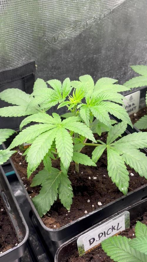 Drizl Pickl. Seedstockers