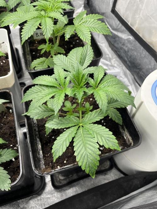 Barcelona Puff. Seedstockers. Week 4