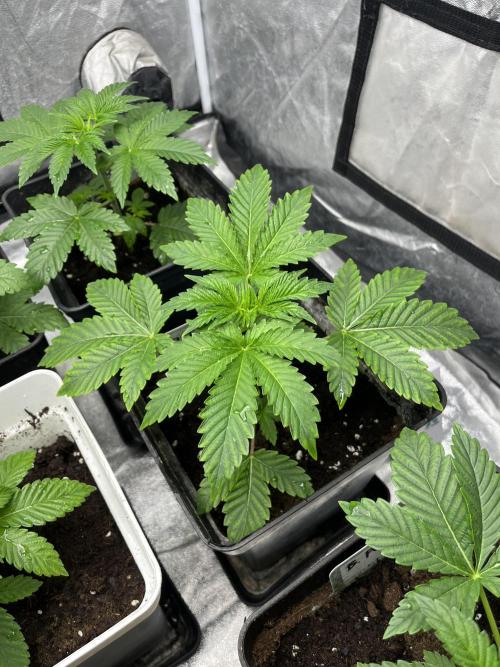 Barcelona Puff. Seedstockers. Week 4