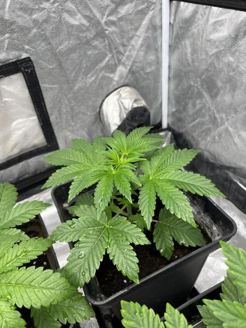 Barcelona Puff. Seedstockers. Week 4