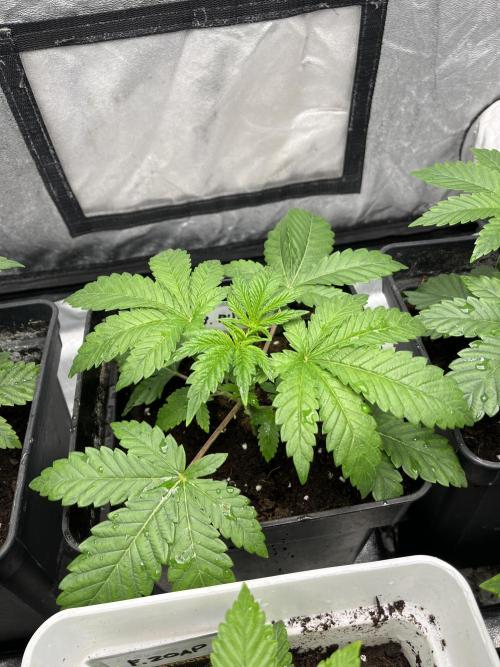 Barcelona Puff. Seedstockers. Week 4