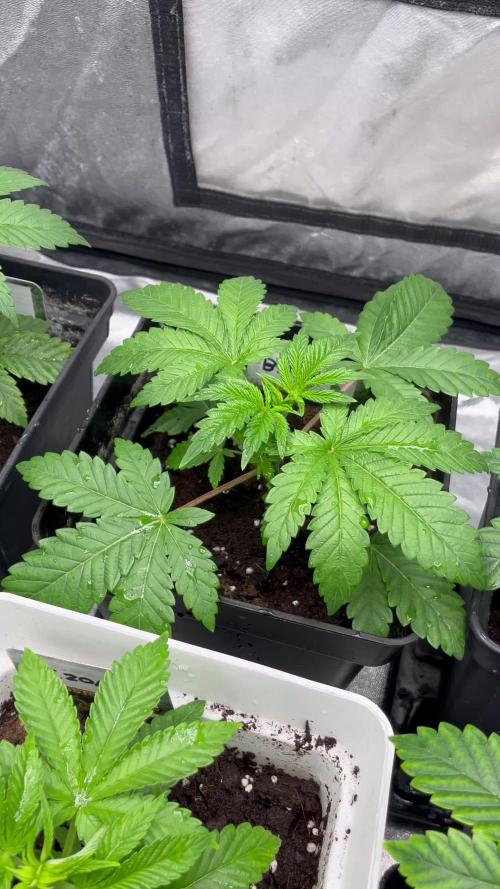 Barcelona Puff. Seedstockers