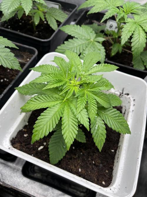 Fishy Zoap. Seedstockers. Week 4