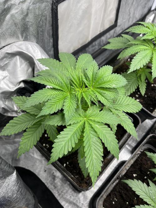 Fishy Zoap. Seedstockers. Week 4