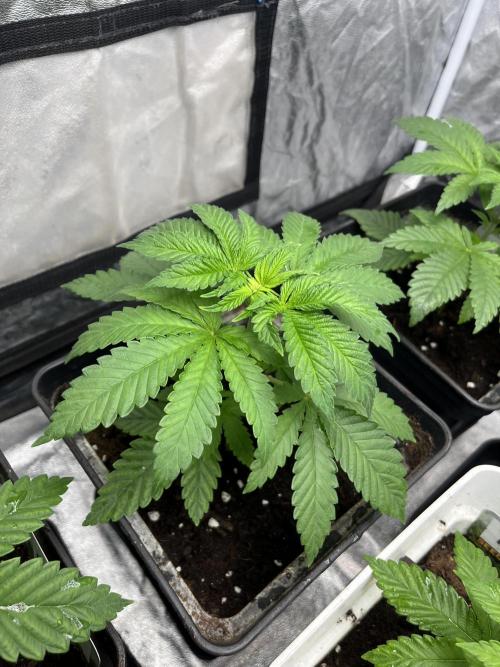 Fishy Zoap. Seedstockers. Week 4