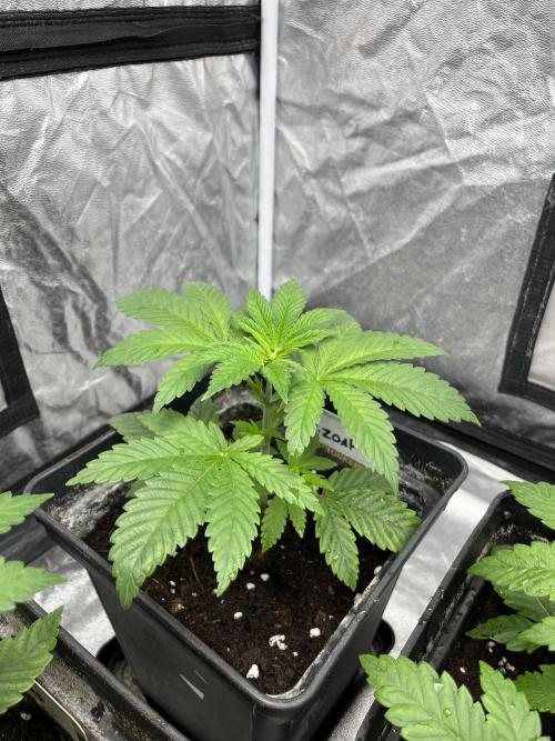 Fishy Zoap. Seedstockers. Week 4