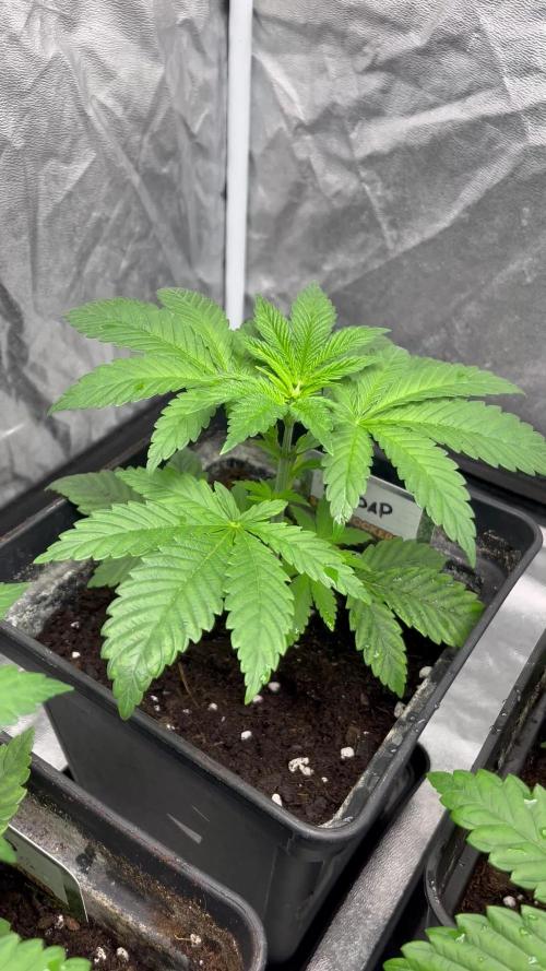 Fishy Zoap. Seedstockers