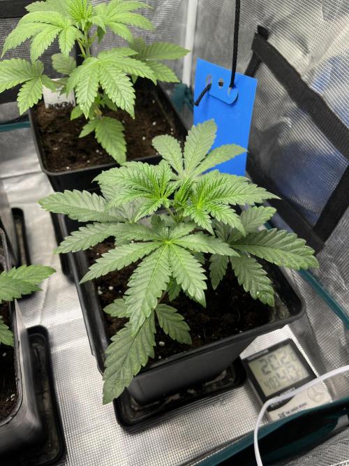 Papayton. Fastbuds. Week 4