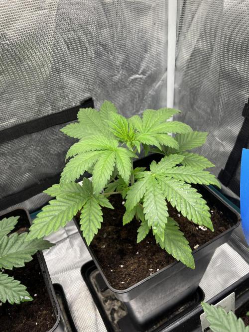 Papayton. Fastbuds. Week 4