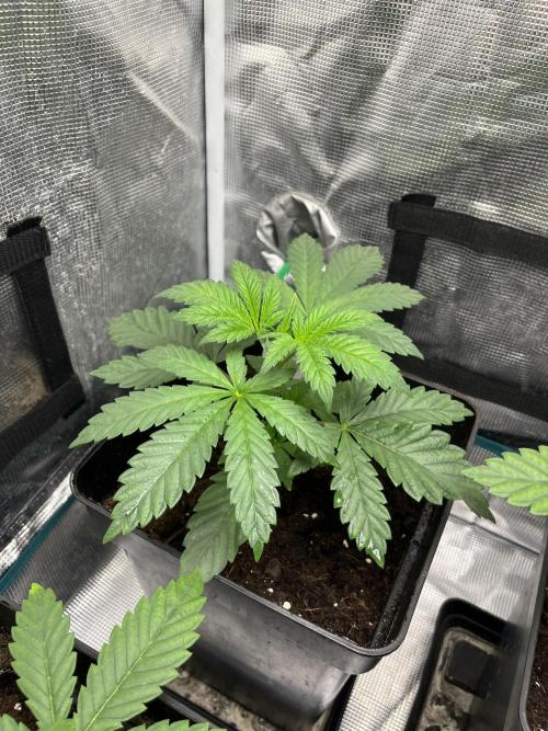 Papayton. Fastbuds. Week 4