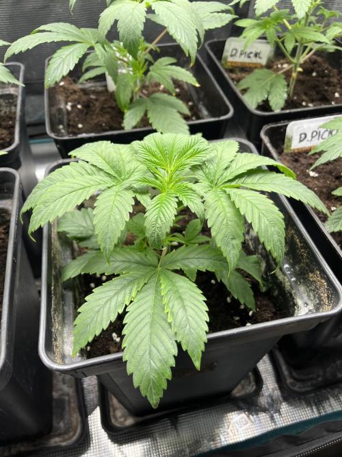 Green Gelato. RoyalQueenSeeds. Week 4