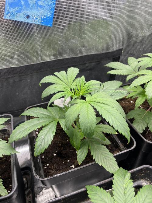 Green Gelato. RoyalQueenSeeds. Week 4