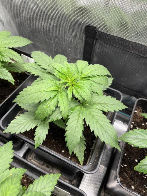 Green Gelato. RoyalQueenSeeds. Week 4