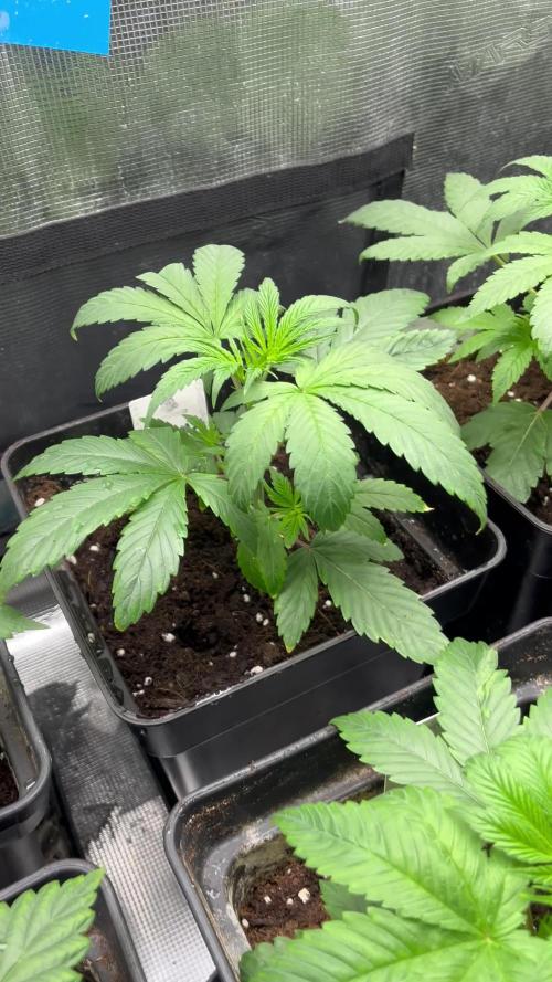 Green Gelato. RoyalQueenSeeds