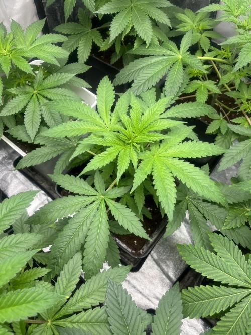 Gomu Gomu Mango. HighBreed. Week 5