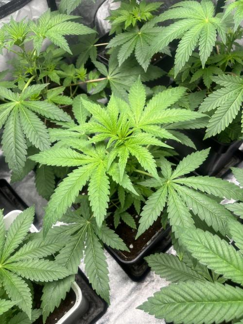 Gomu Gomu Mango. HighBreed. Week 5