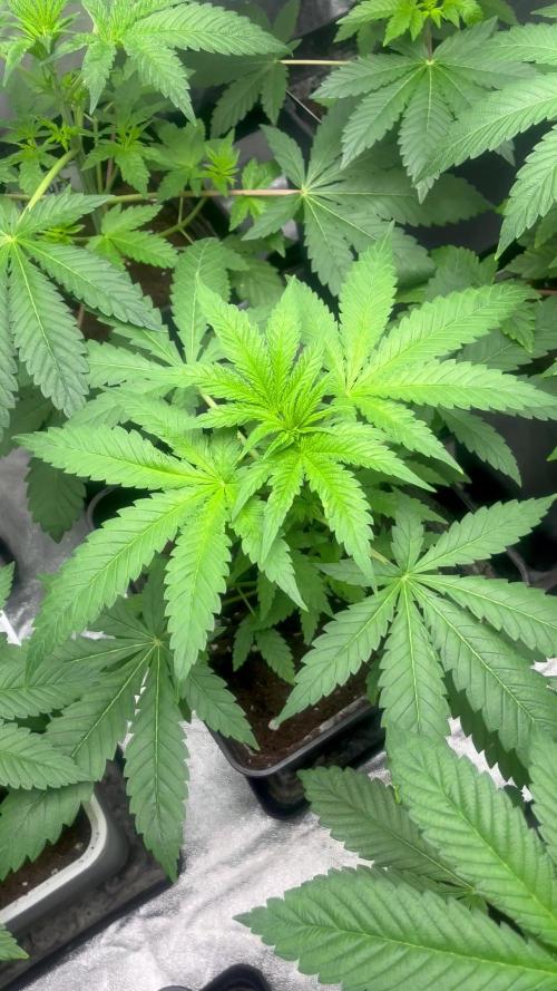 Gomu Gomu Mango. HighBreed