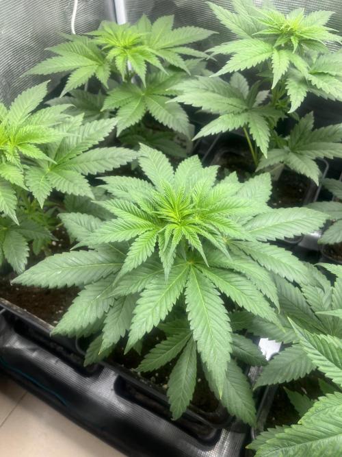 Kiwi x Papaya. Mavericks Genetics. Week 5