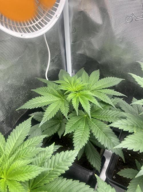 Kiwi x Papaya. Mavericks Genetics. Week 5