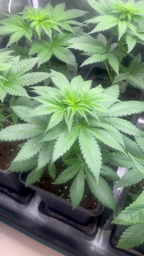 Kiwi x Papaya. Mavericks Genetics